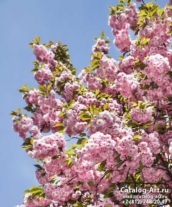 Blossom tree 4